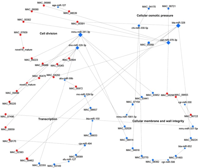 Role of MicroRNA-Like RNAs in the Regulation of Spore Morphological Differences in the Entomopathogenic Fungus <i>Metarhizium acridum</i>.