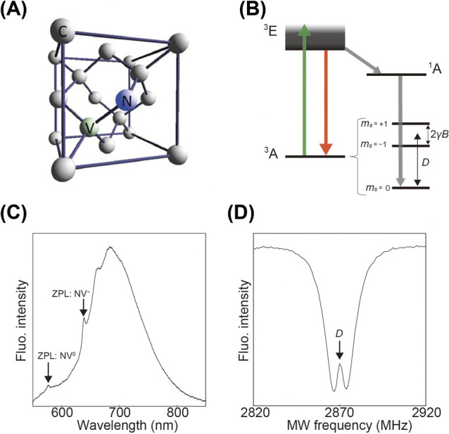 Quantum nanodiamonds for sensing of biological quantities: Angle, temperature, and thermal conductivity.