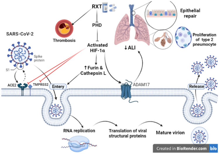 Roxadustat for SARS-CoV-2 Infection: Old Signaling Raised New Hopes.