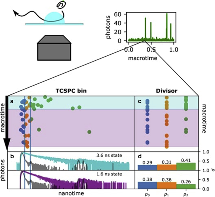 Identification and quantification of within-burst dynamics in singly labeled single-molecule fluorescence lifetime experiments.