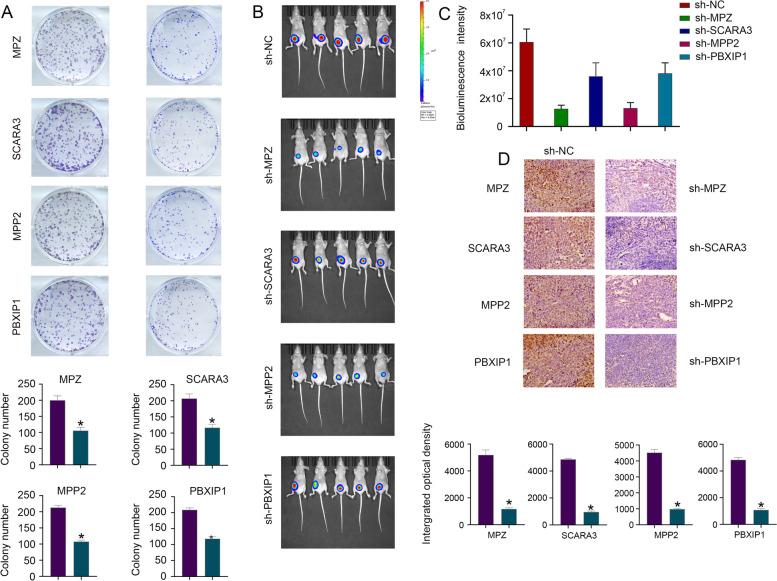 Single-cell and WGCNA uncover a prognostic model and potential oncogenes in colorectal cancer.