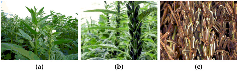 Sesame (<i>Sesamum indicum</i> L.): A Comprehensive Review of Nutritional Value, Phytochemical Composition, Health Benefits, Development of Food, and Industrial Applications.