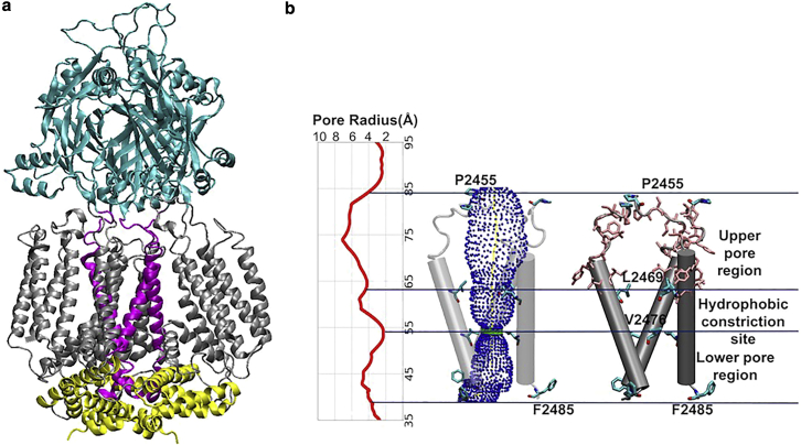 Importance of molecular dynamics equilibrium protocol on protein-lipid interaction near channel pore.