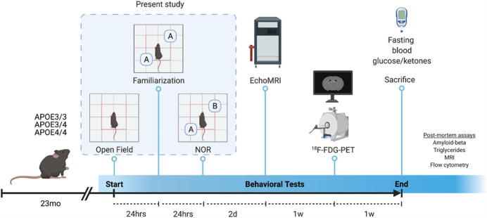 Contributions of sex and genotype to exploratory behavior differences in an aged humanized <i>APOE</i> mouse model of late-onset Alzheimer's disease.