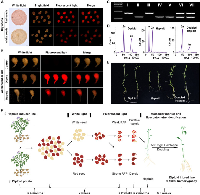 Construction of homozygous diploid potato through maternal haploid induction