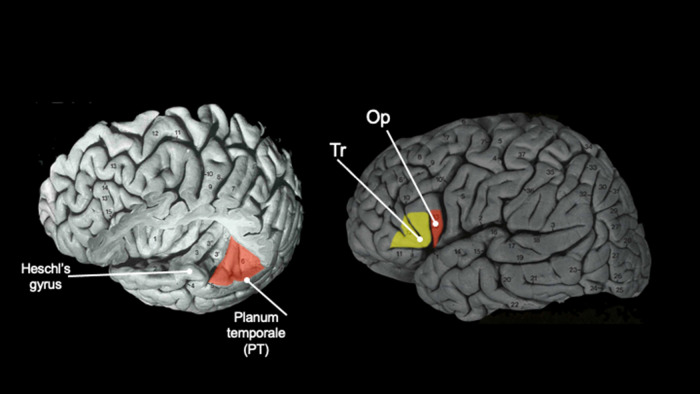 Neuroanatomical asymmetries in nonhuman primates in the homologs to Broca's and Wernicke's areas: a mini-review.