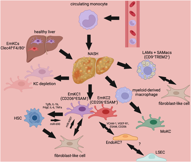 The polarizable and reprogrammable identity of Kupffer cells in Nonalcoholic Steatohepatitis.