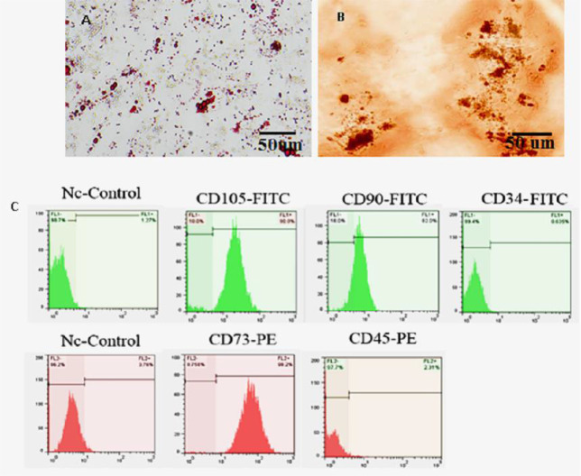 Transdifferentiation of Human Umbilical Cord-Derived Mesenchymal Stem Cells in Dopaminergic Neurons in a Three-Dimensional Culture.