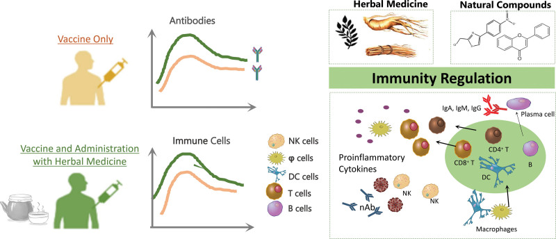 Regulation of innate and adaptive immunity using herbal medicine: benefits for the COVID-19 vaccination.