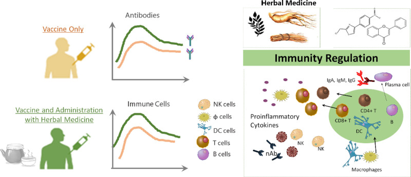 Regulation of innate and adaptive immunity using herbal medicine: benefits for the COVID-19 vaccination.