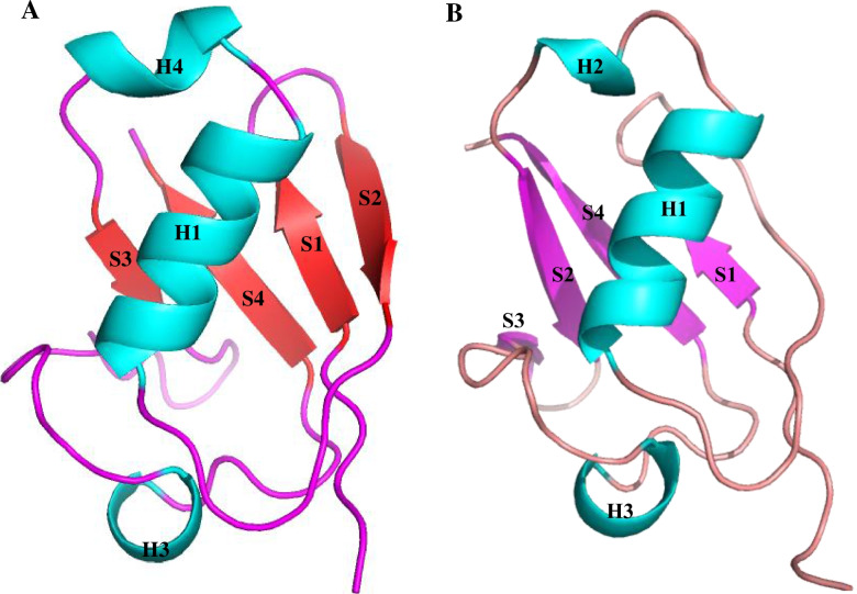 In silico prediction, characterization, docking studies and molecular dynamics simulation of human p97 in complex with p37 cofactor.