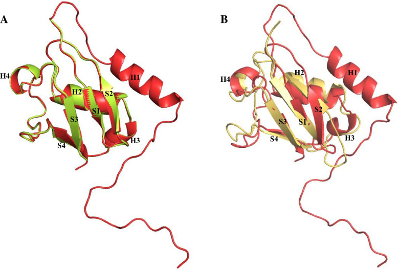 In silico prediction, characterization, docking studies and molecular dynamics simulation of human p97 in complex with p37 cofactor.