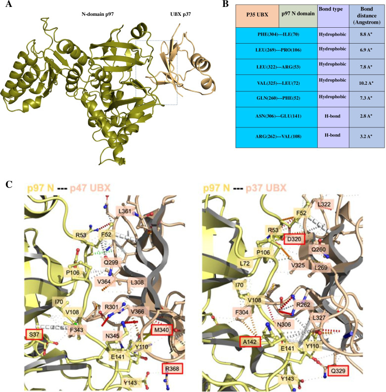 In silico prediction, characterization, docking studies and molecular dynamics simulation of human p97 in complex with p37 cofactor.