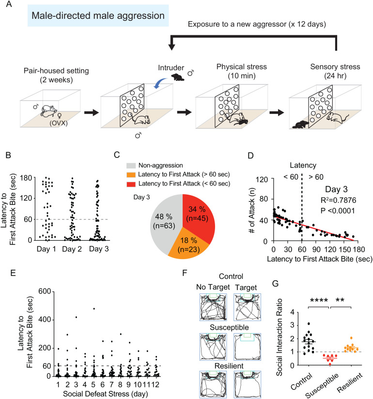 Establishment of the Mouse Model of Social Avoidance Induced by Female-Directed Female Aggression.