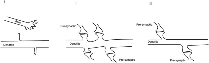 Molecular mechanisms of synaptogenesis.