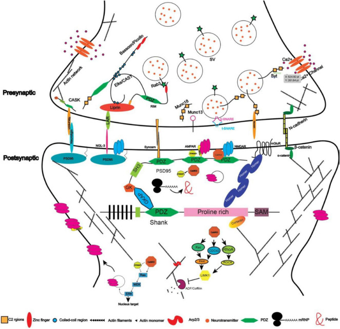 Molecular mechanisms of synaptogenesis.