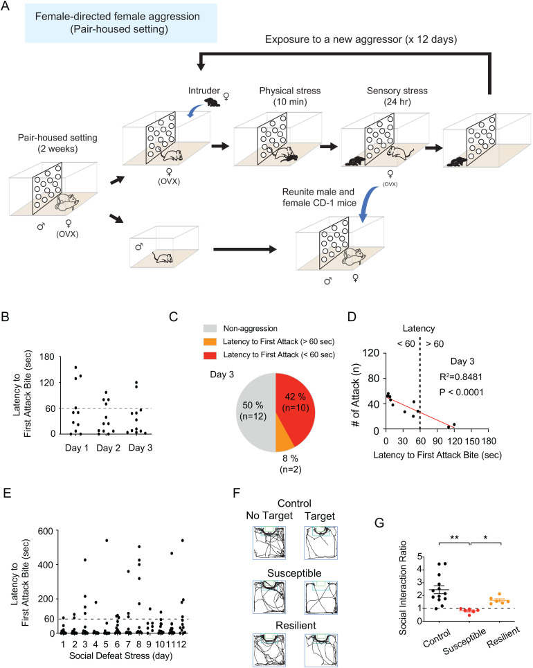 Establishment of the Mouse Model of Social Avoidance Induced by Female-Directed Female Aggression.