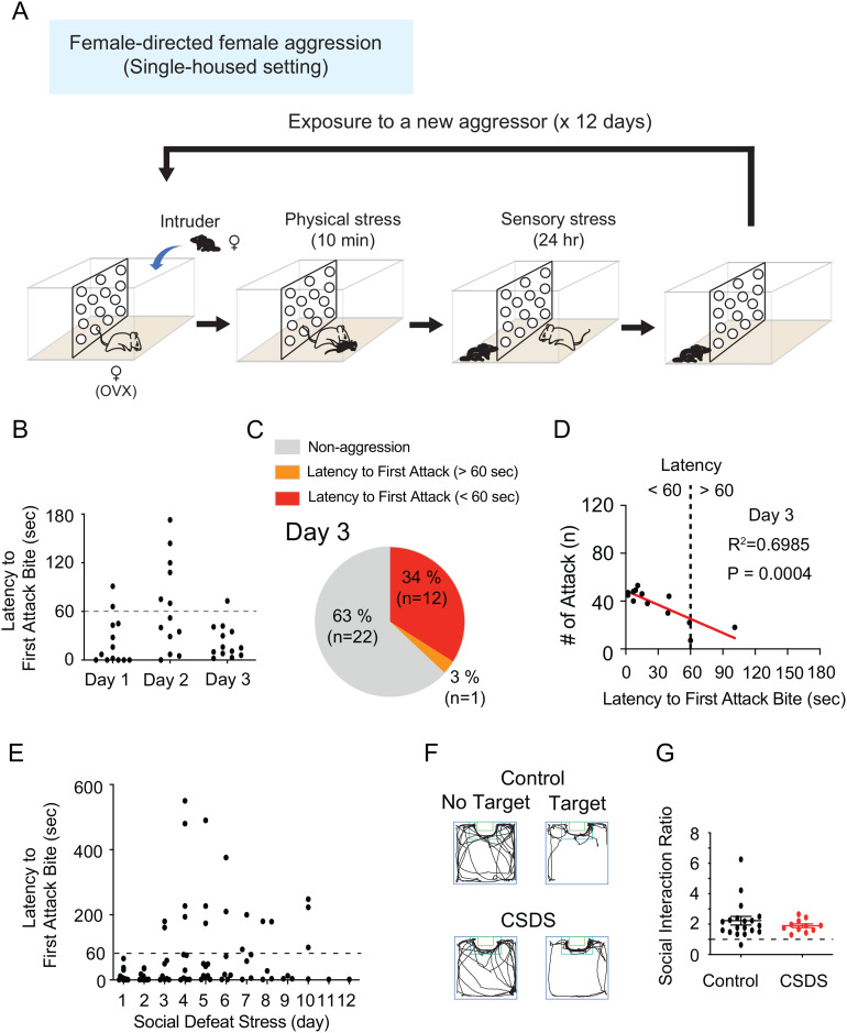 Establishment of the Mouse Model of Social Avoidance Induced by Female-Directed Female Aggression.