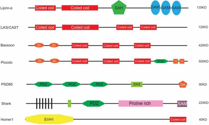 Molecular mechanisms of synaptogenesis.