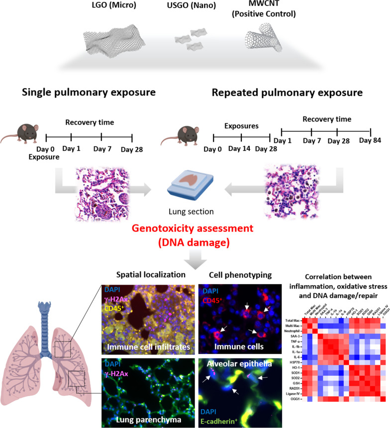 Lung recovery from DNA damage induced by graphene oxide is dependent on size, dose and inflammation profile.