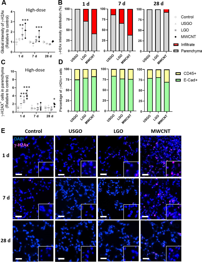 Lung recovery from DNA damage induced by graphene oxide is dependent on size, dose and inflammation profile.