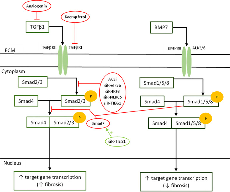 Is the future scarless? - Fibroblasts as targets for scarless wound healing: a narrative review.