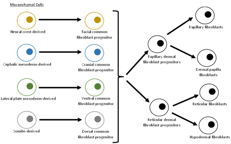 Is the future scarless? - Fibroblasts as targets for scarless wound healing: a narrative review.