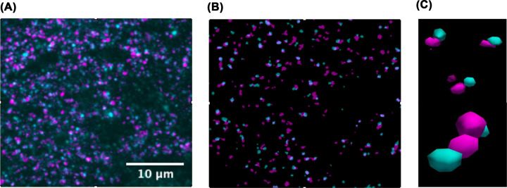 Array tomography: 15 years of synaptic analysis.