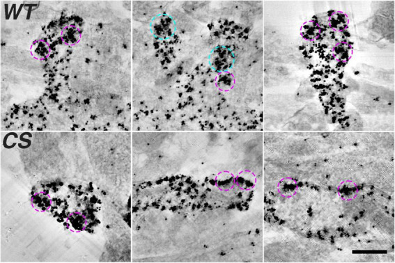 Palmitoylation of A-kinase anchoring protein 79/150 modulates its nanoscale organization, trafficking, and mobility in postsynaptic spines.