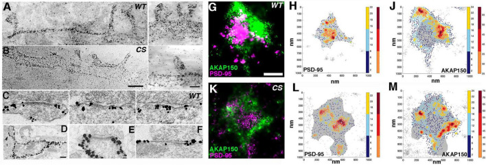 Palmitoylation of A-kinase anchoring protein 79/150 modulates its nanoscale organization, trafficking, and mobility in postsynaptic spines.