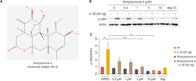 Shinjulactone A Blocks Vascular Inflammation and the Endothelial-Mesenchymal Transition.