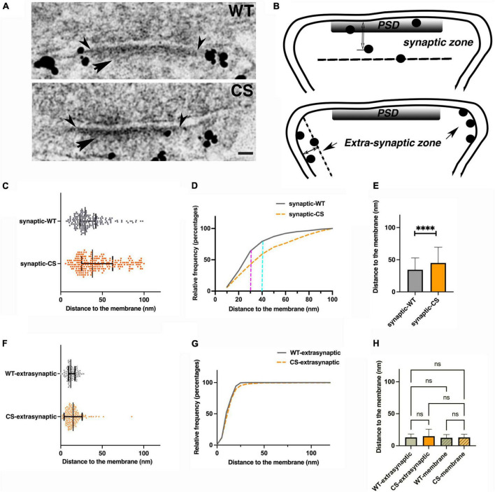 Palmitoylation of A-kinase anchoring protein 79/150 modulates its nanoscale organization, trafficking, and mobility in postsynaptic spines.