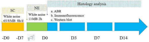 Killer or helper? The mechanism underlying the role of adenylate activated kinase in sound conditioning.