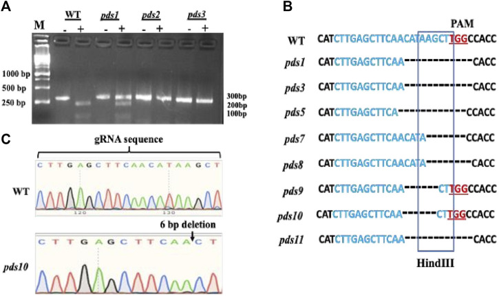 <i>Agrobacterium</i>- and a single Cas9-sgRNA transcript system-mediated high efficiency gene editing in perennial ryegrass.