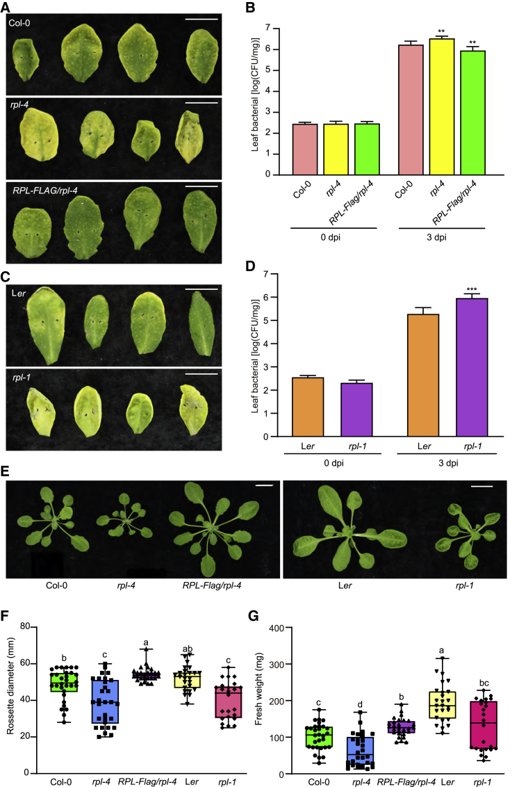 Natural variation in the transcription factor REPLUMLESS contributes to both disease resistance and plant growth in Arabidopsis.