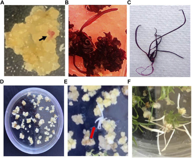 <i>Agrobacterium</i>- and a single Cas9-sgRNA transcript system-mediated high efficiency gene editing in perennial ryegrass.