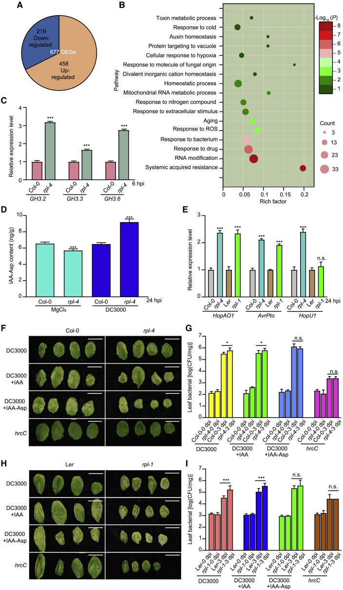 Natural variation in the transcription factor REPLUMLESS contributes to both disease resistance and plant growth in Arabidopsis.