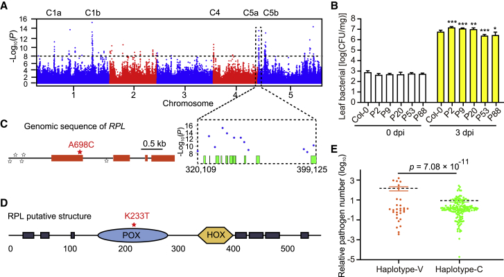 Natural variation in the transcription factor REPLUMLESS contributes to both disease resistance and plant growth in Arabidopsis.