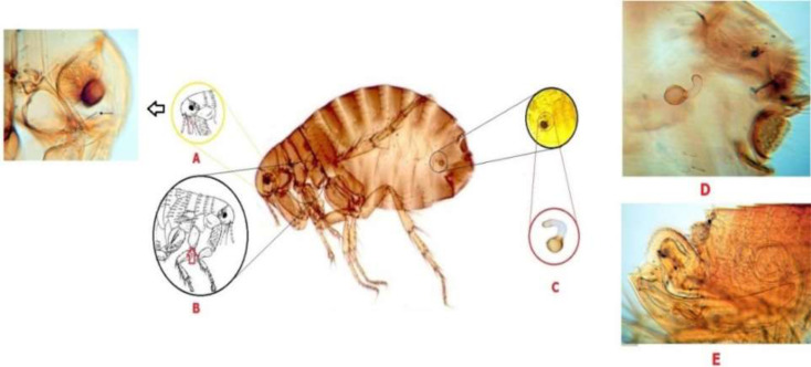 <i>Pulex irritans</i> on Dogs and Cats: Morphological and Molecular Approach.