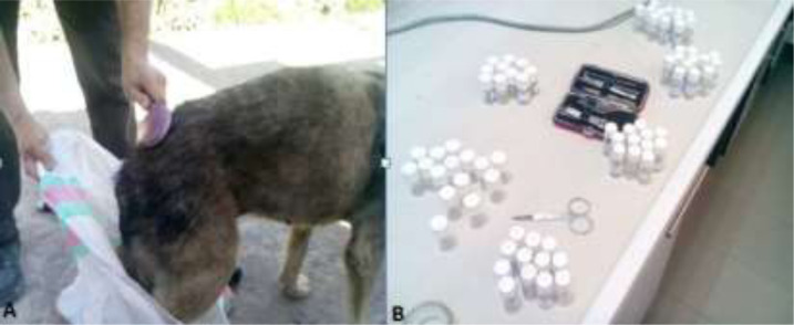 <i>Pulex irritans</i> on Dogs and Cats: Morphological and Molecular Approach.