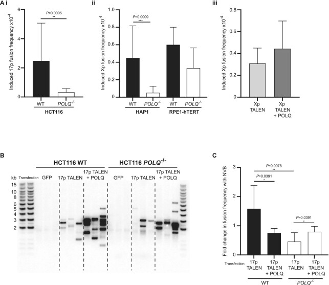 POLQ suppresses genome instability and alterations in DNA repeat tract lengths.