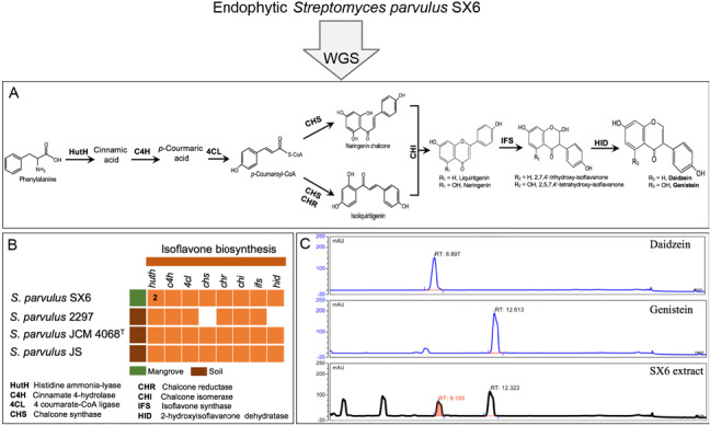 Genome-Guided Investigation Provides New Insights into Secondary Metabolites of <i>Streptomyces parvulus</i> SX6 from <i>Aegiceras corniculatum</i>.