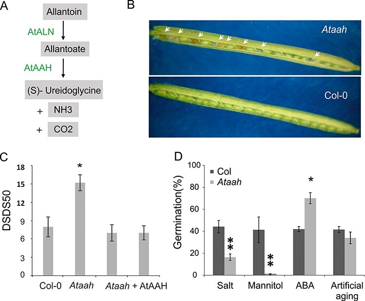 A Role for Allantoate Amidohydrolase (AtAAH) in the Germination of Arabidopsis thaliana Seeds.