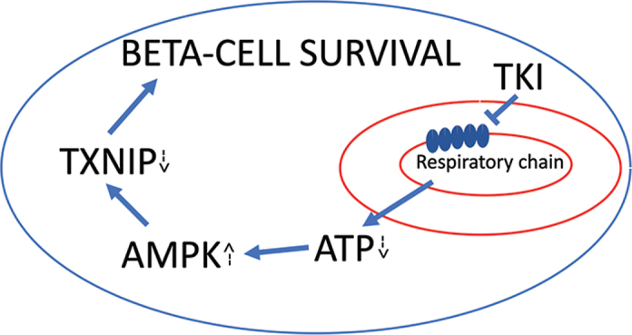 Are off-target effects of imatinib the key to improving beta-cell function in diabetes?