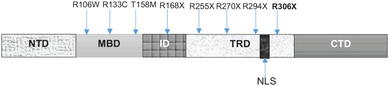 R306X Mutation in the <i>MECP2</i> Gene Causes an Atypical Rett Syndrome in a Moroccan Patient: A Case Report.