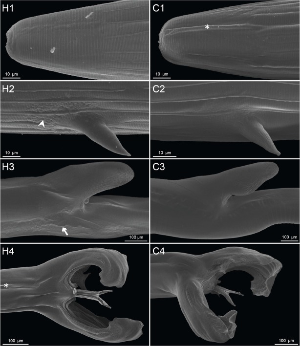 Does <i>in Vitro</i> and <i>in Vivo</i> Exposure To Medicinal Herbs Cause Structural Cuticular Changes in <i>Haemonchus Contortus</i>?