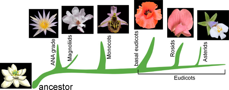 Floral symmetry: the geometry of plant reproduction.