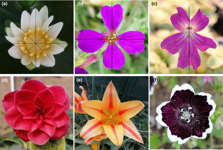 Floral symmetry: the geometry of plant reproduction.