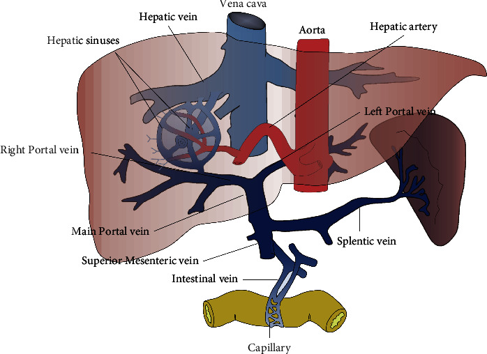 Flow Resistance Analysis of Clinically Significant Portal Hypertension in Patients with Liver Cirrhosis.