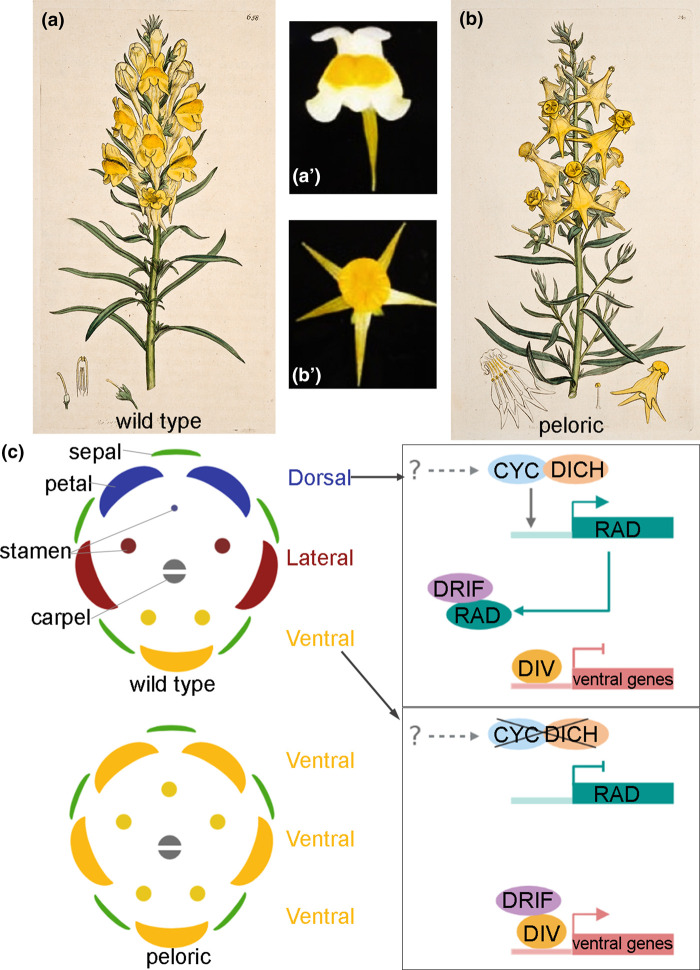 Floral symmetry: the geometry of plant reproduction.